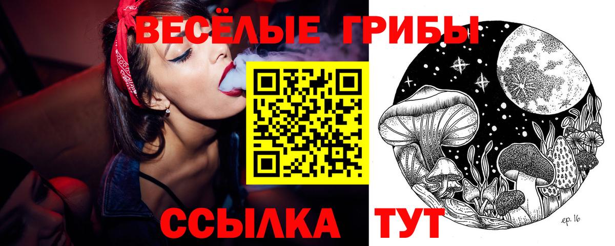 Псилоцибиновые грибы Psilocybe Саяногорск